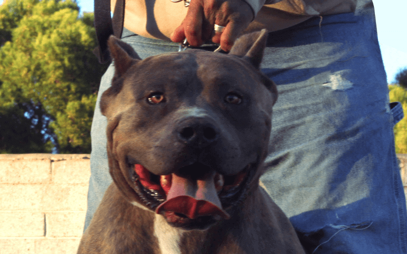 Our Biggest Blue Pitbull